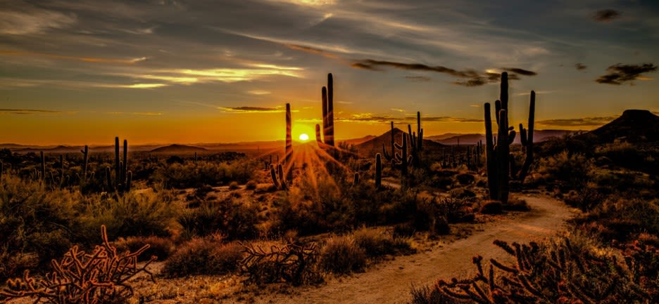 brown and green grass