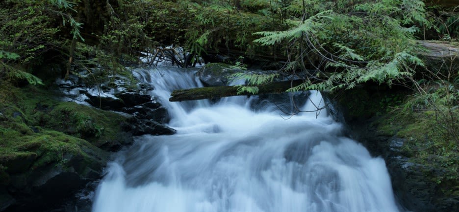 green leaf plants on top of waterfall