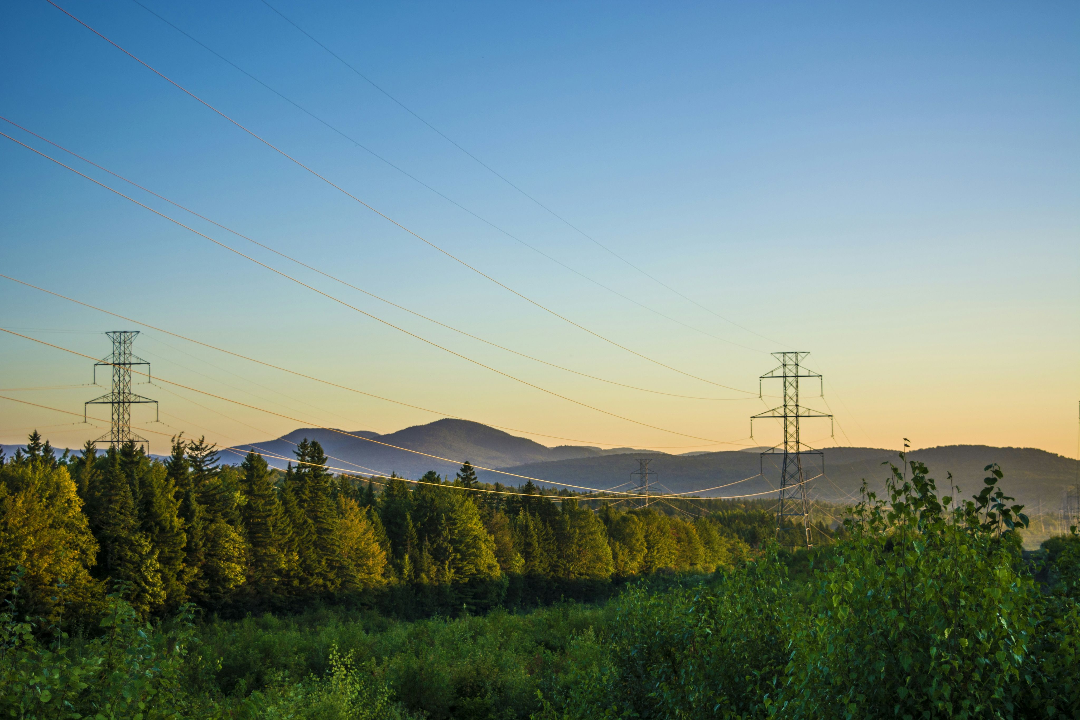 electric posts near tress under clear sky at daytime